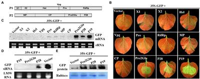 Identification of Silencing Suppressor Protein Encoded by Strawberry Mottle Virus